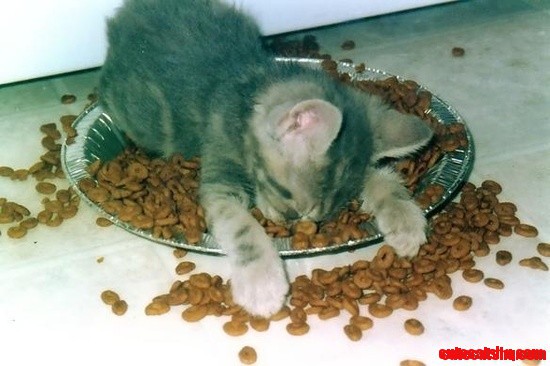 Kitty Heaven