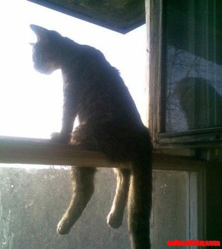 Kitty Soaking in the View
