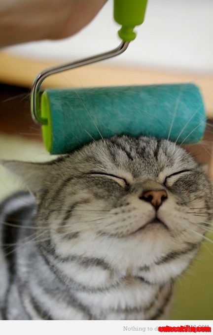 Lol Cat Aaaaahhhhhh...