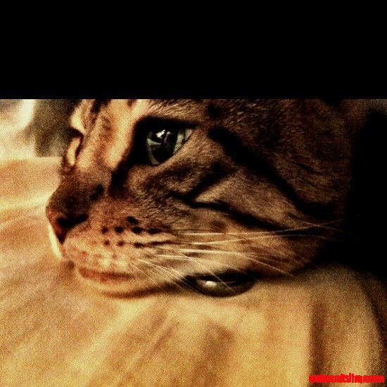 My Cat Face