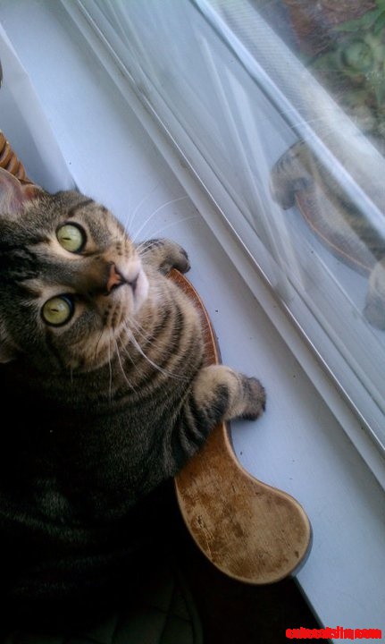 My Stanley