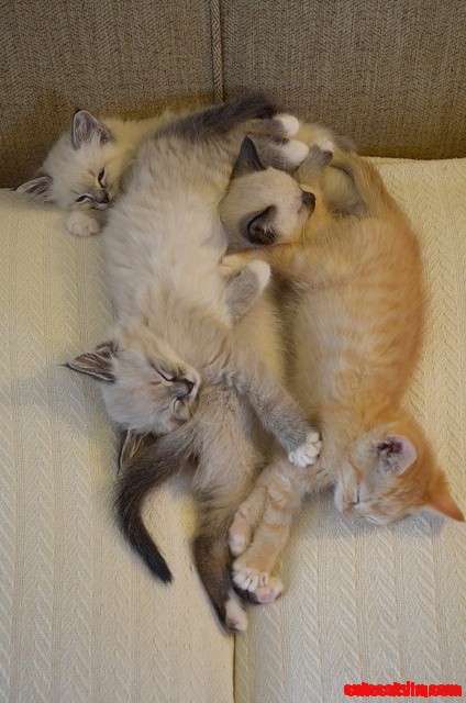 Napping Kittens