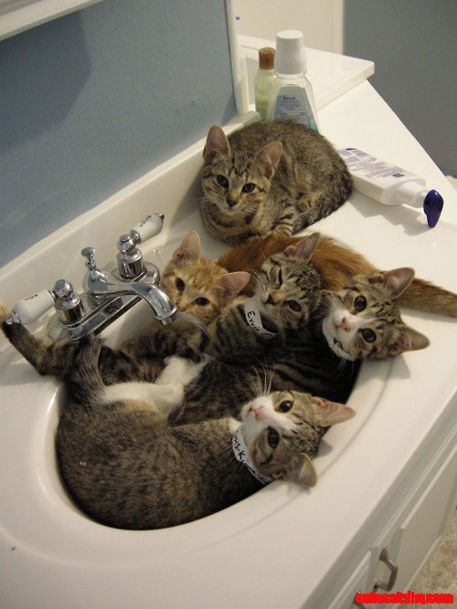 Party in the Sink Hahahahaha