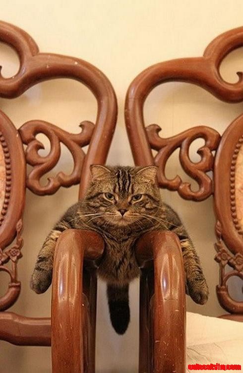 Please, Get Your Own Chairs