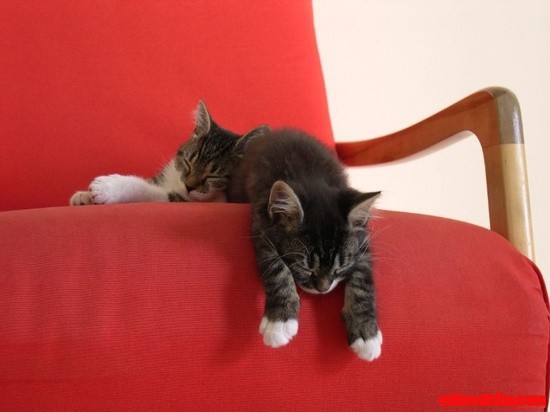 Sleep Tight Kitty