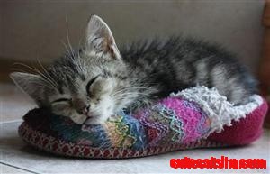 Slipper Nap
