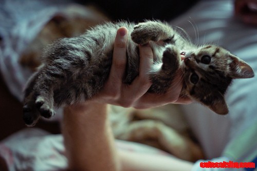 So Small Kitty