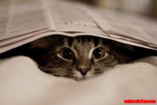 So Cute Kitty