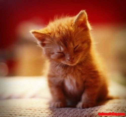 So Sleepy Kitty