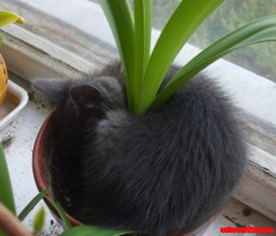 Sprout Your Own Cats