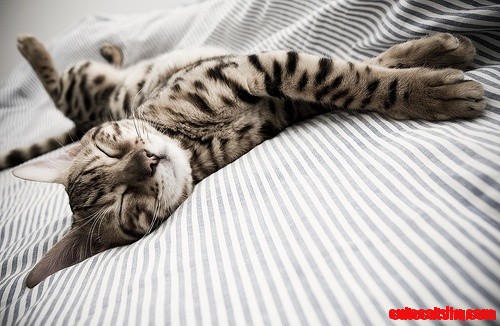 The Cat!