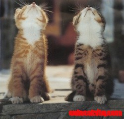 Two Nice Cats