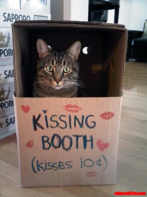 Yes Cat