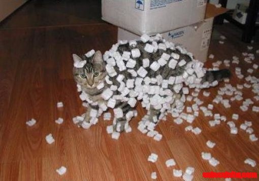 Lol Lol Lol Cat