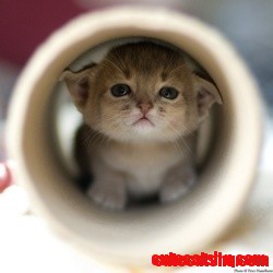 Too Cute