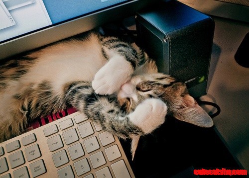Zzzzzz Cat
