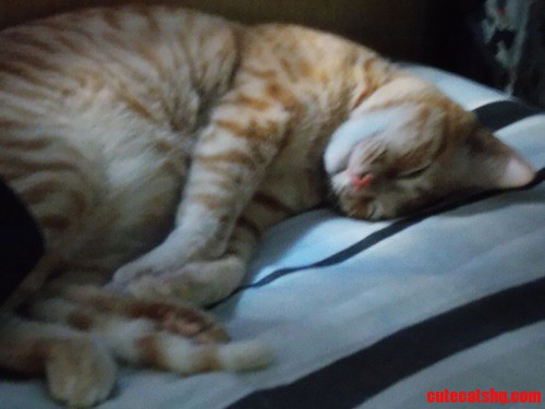 Cute Cat - Alex
