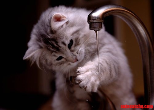 Cute Playing