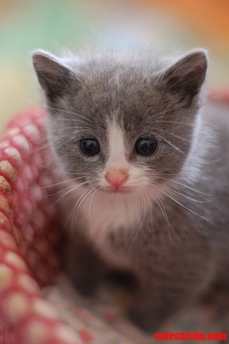 Cute Tiny Kitty