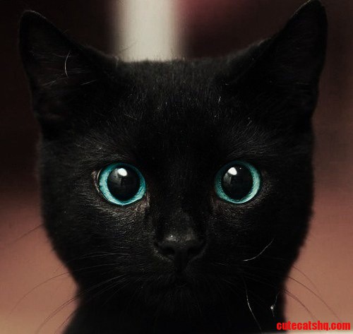 Love Black Cats!