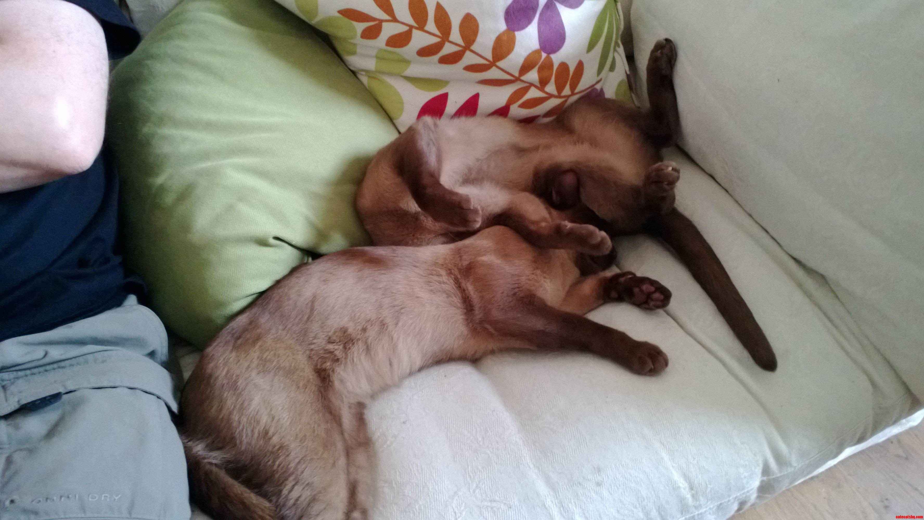 2 Cats  Only 1 Head