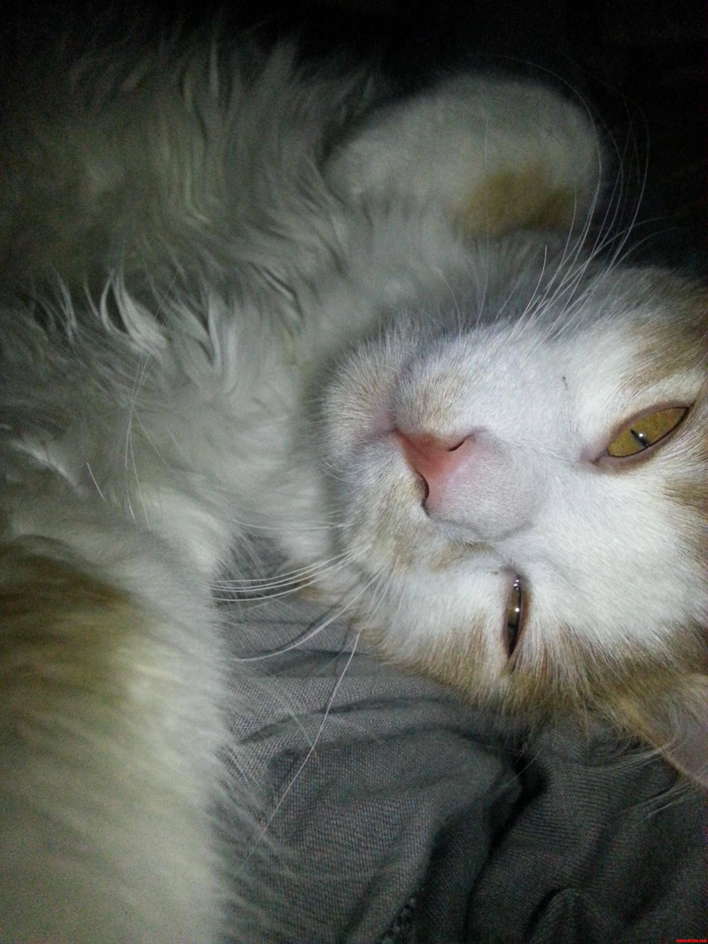 Just My Kitten Taking a Selfie