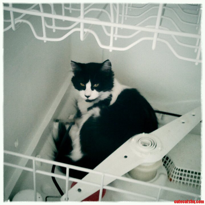 My 5yo Cat, Meet Kitten Sonny