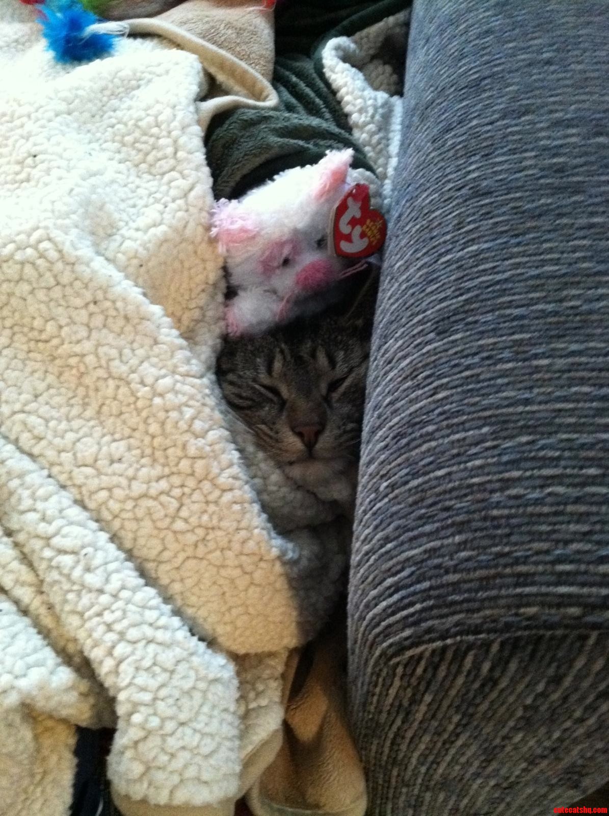 A Good Cat Is Not Bothered by a Kid S Antics.