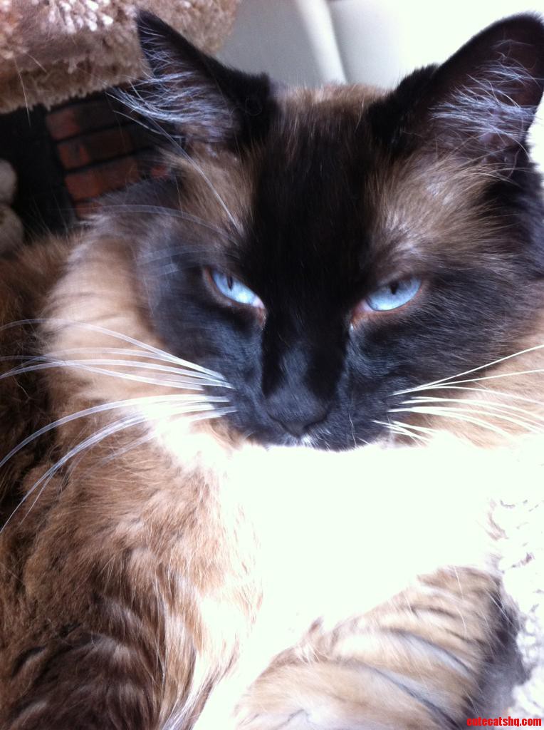 A More Flattering Picture of My Big Freddie S Eyes