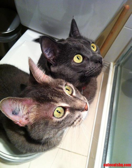 A Moth Got Into My Bathroom Last Night..i Think My Cats Wanted It
