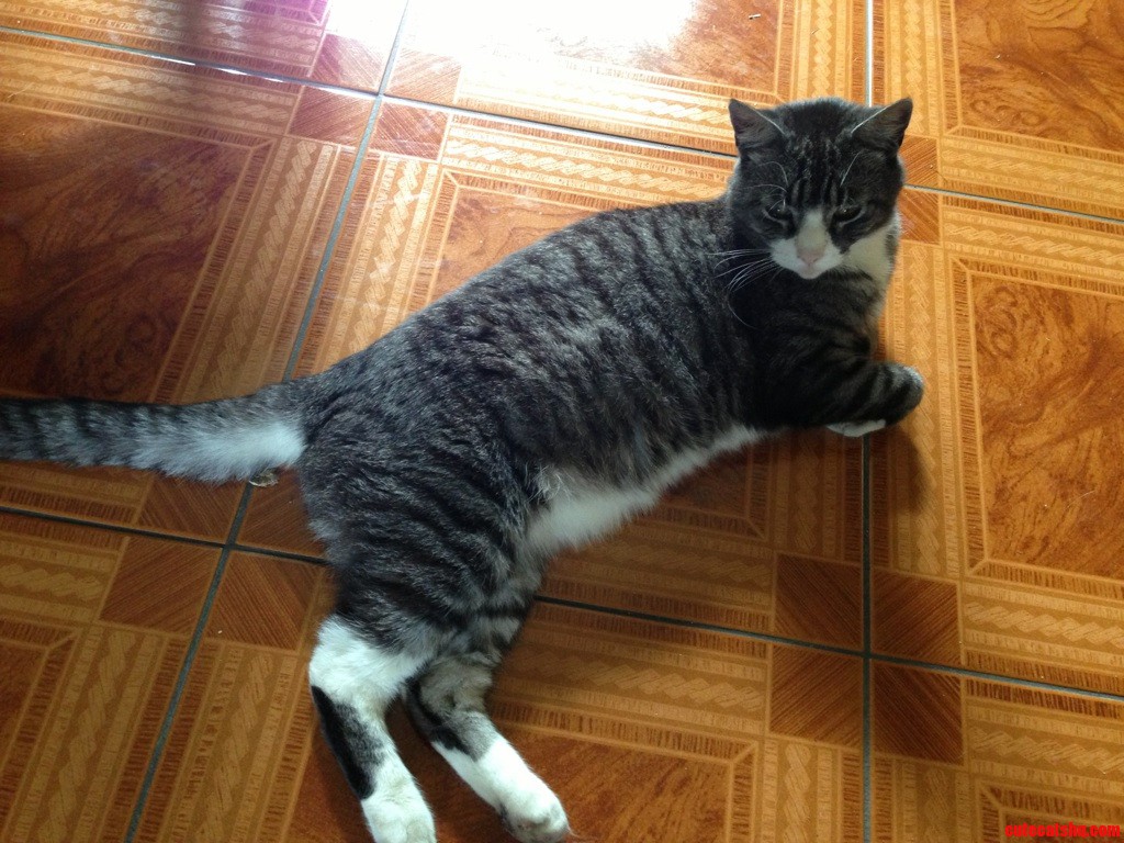 A Pic of My Tiny Kitty Little John. Ironic Name... He S the Largest of Our Cats