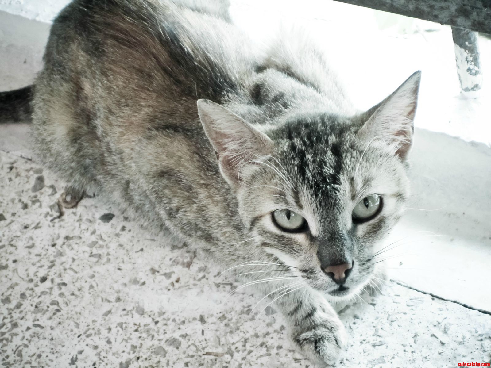 A Stray Cat That Was Nice Enough to Pose for Food