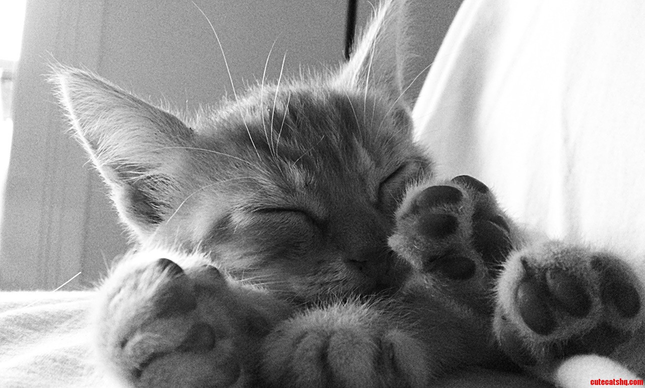 A Year Ago  Leo Came to Our House...