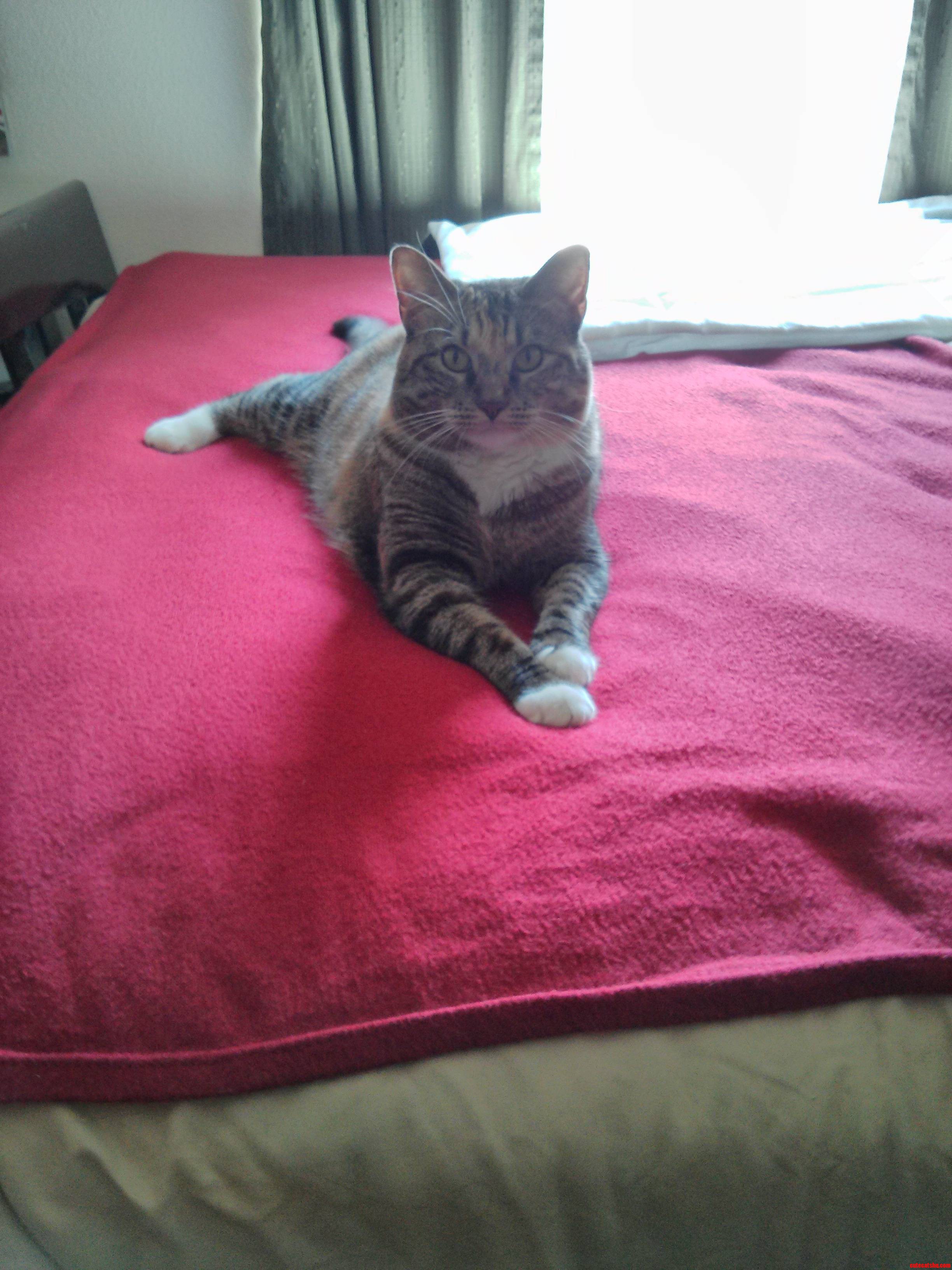 Adopted Her About a Month Ago. Meet Katimus Prime.