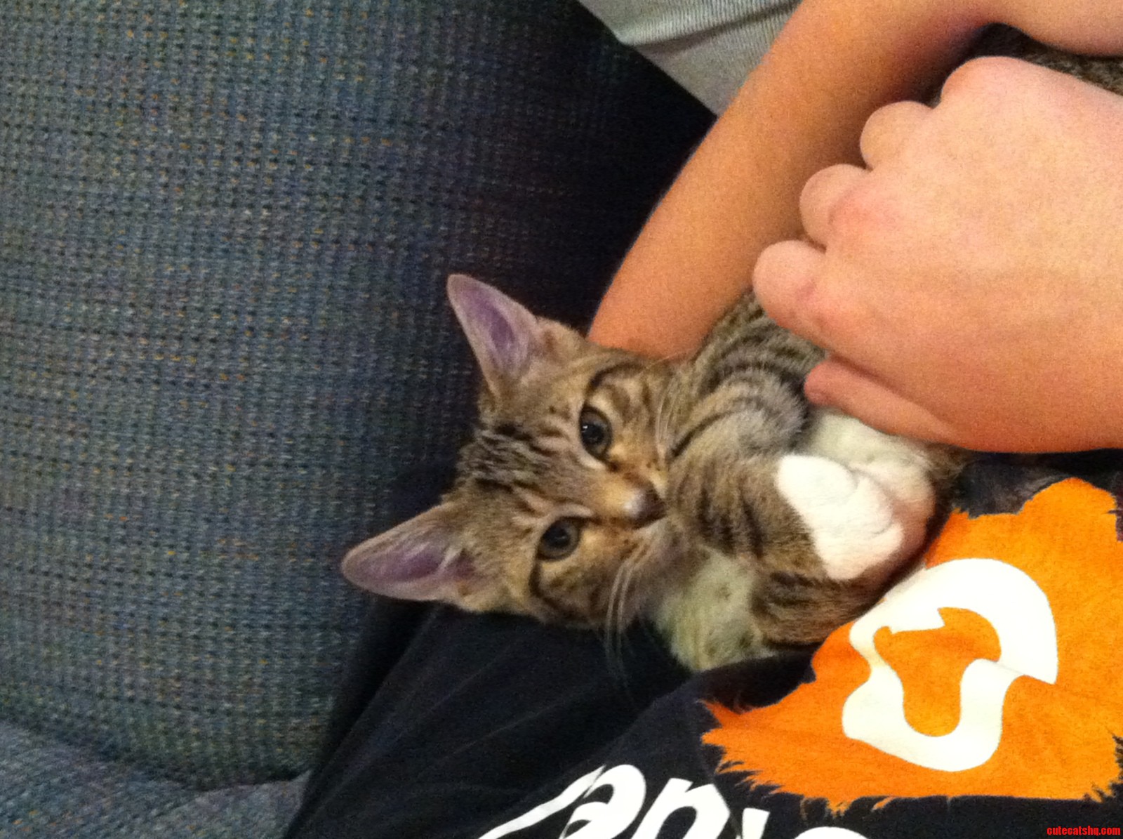 Adopted This Adorable Guy Today