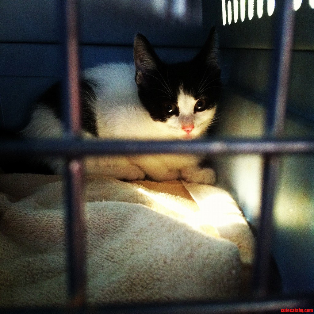 Adopted This Little Girl Today.