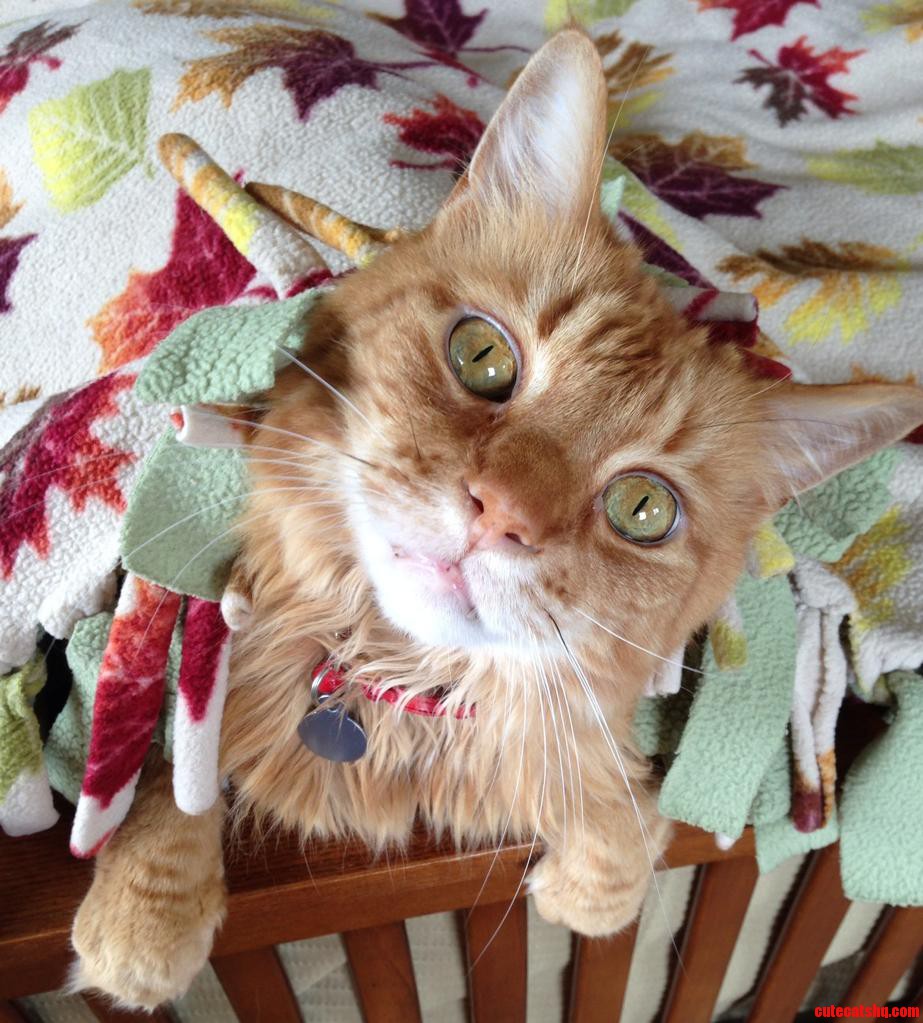 After Our Weekend Guests Left He Finally Came Out of Hiding.