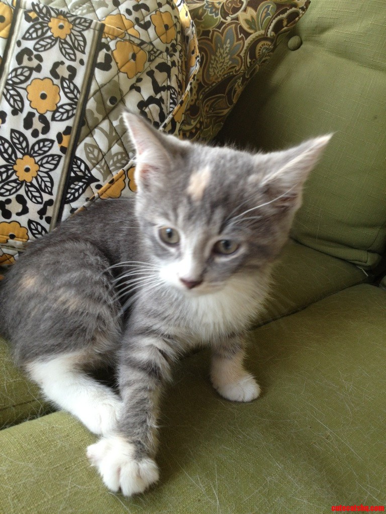 Always Called Bs on People That Found Kittens but Today My Wife Found One Yowling in a Bush  So Scared. We Think It Was Dumped. Seems Happy in Our House.