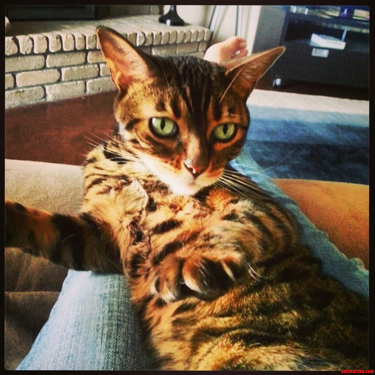 Always Demanding Bellyrubs Right Meow