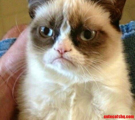 Am I the Only One Who Wishes They Had a Cat Like This