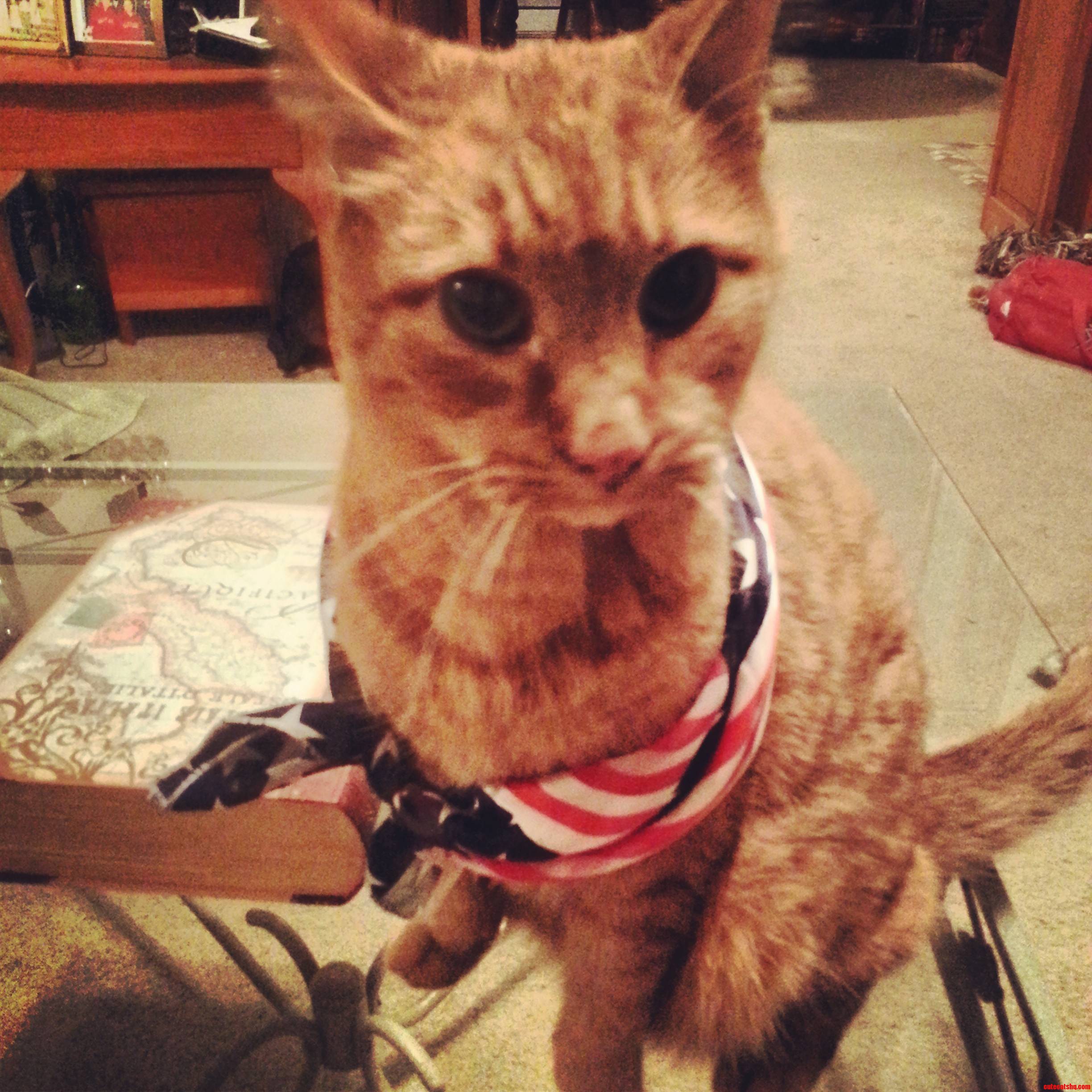 American Kitty