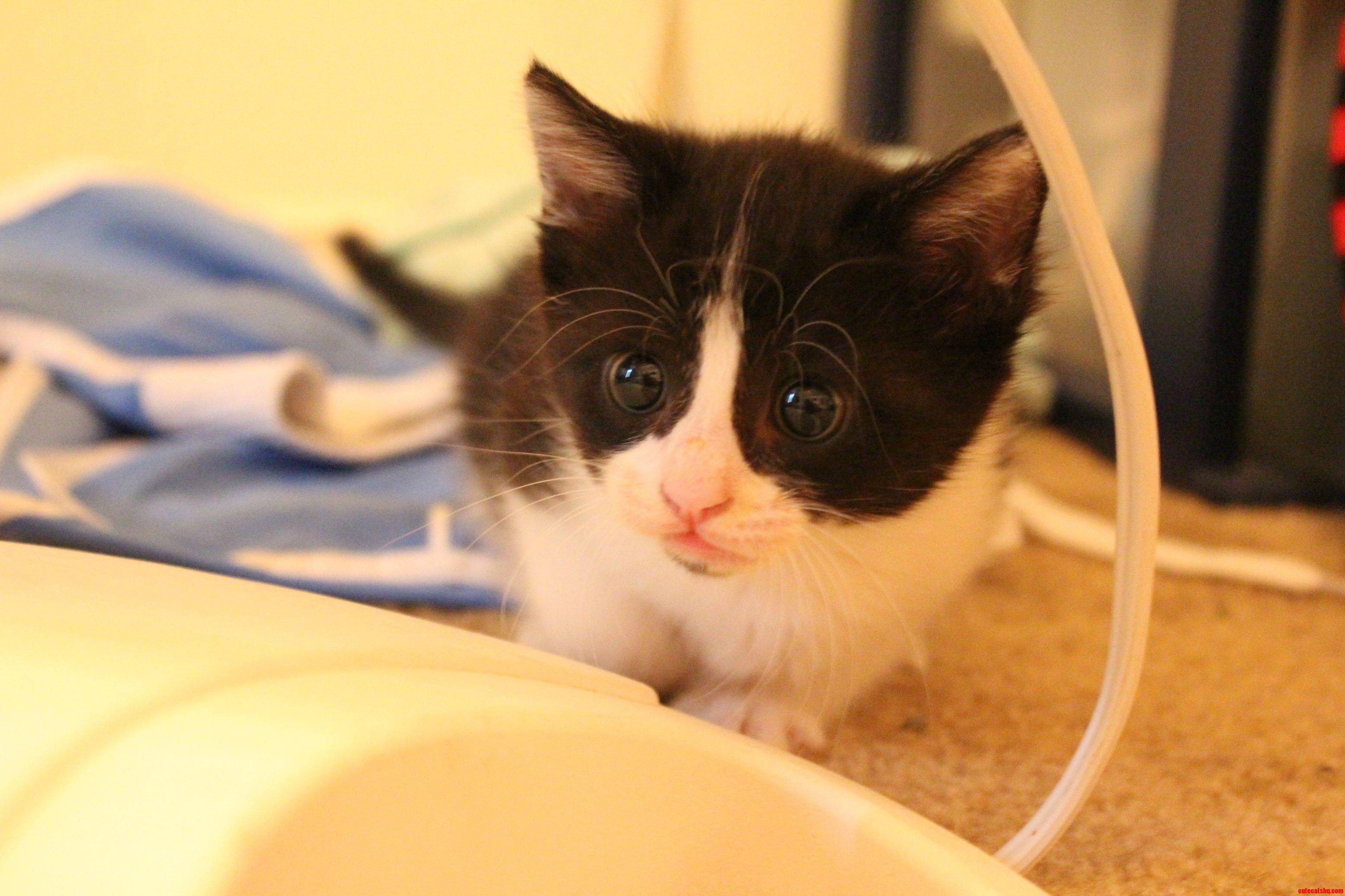 An Update on Our Newest Kitten  Sora.