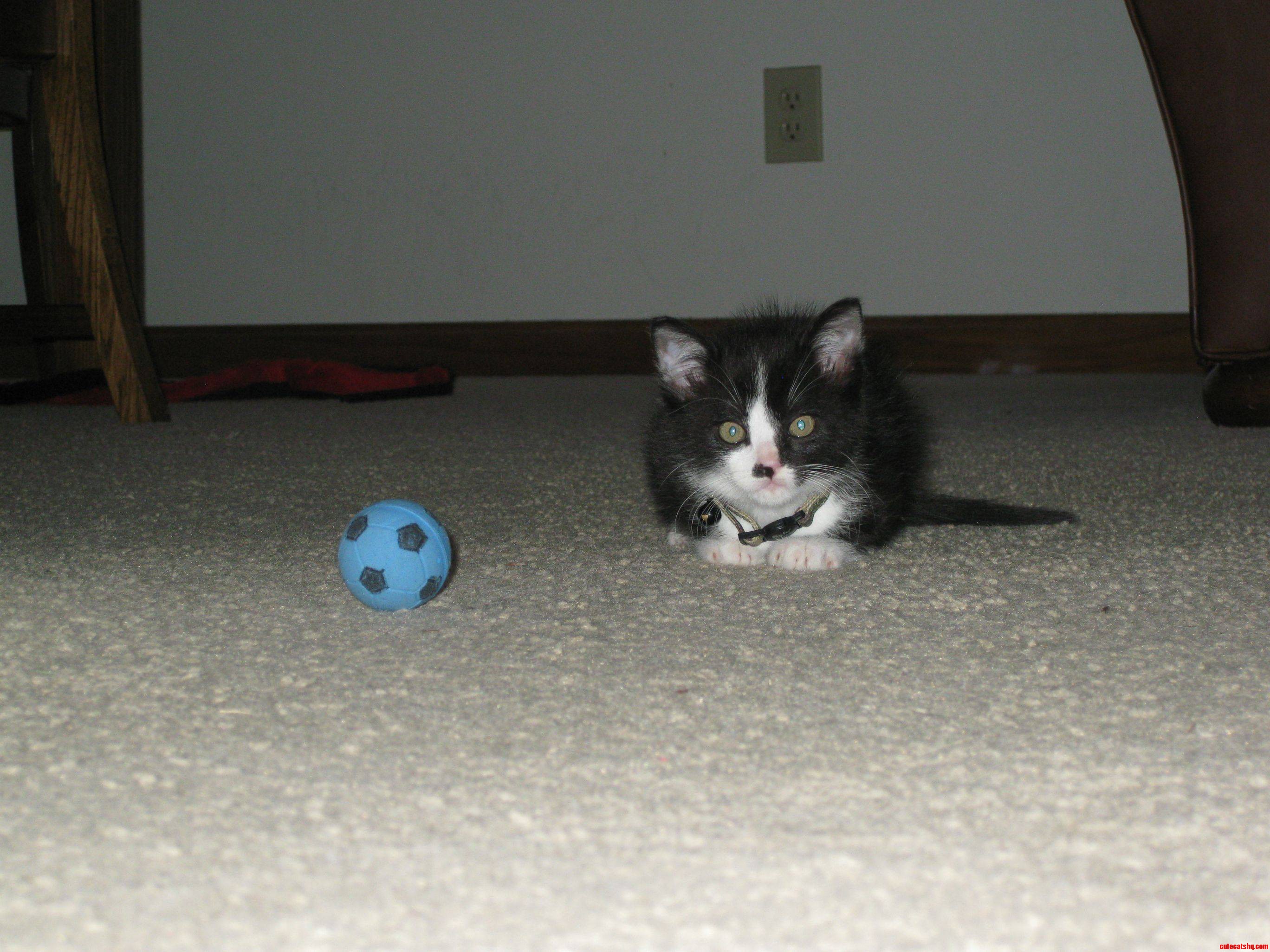 And Introducing Dash....
