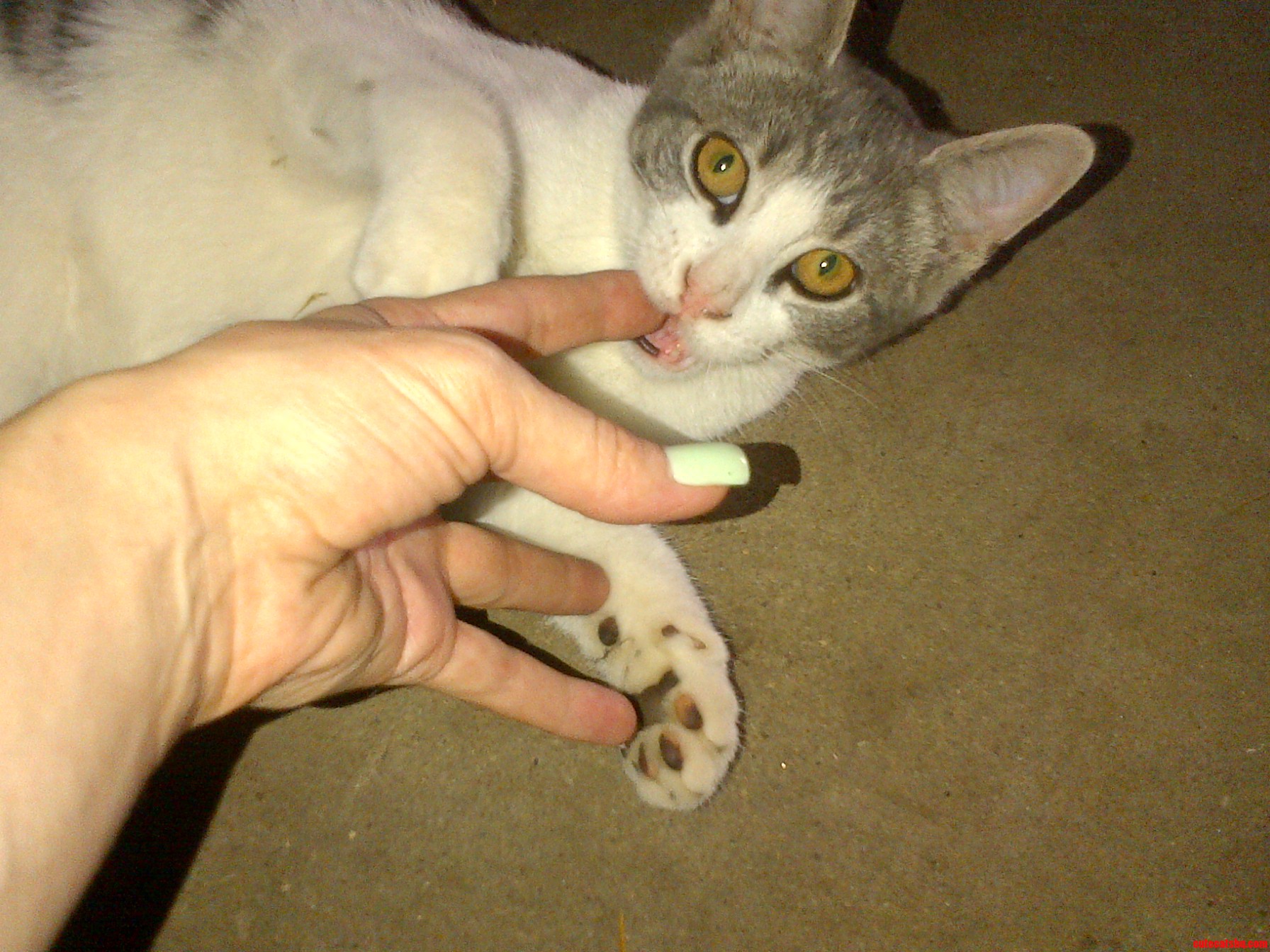 Andromeda Likes to Pose for the Camera Even When Noming on My Fingers.