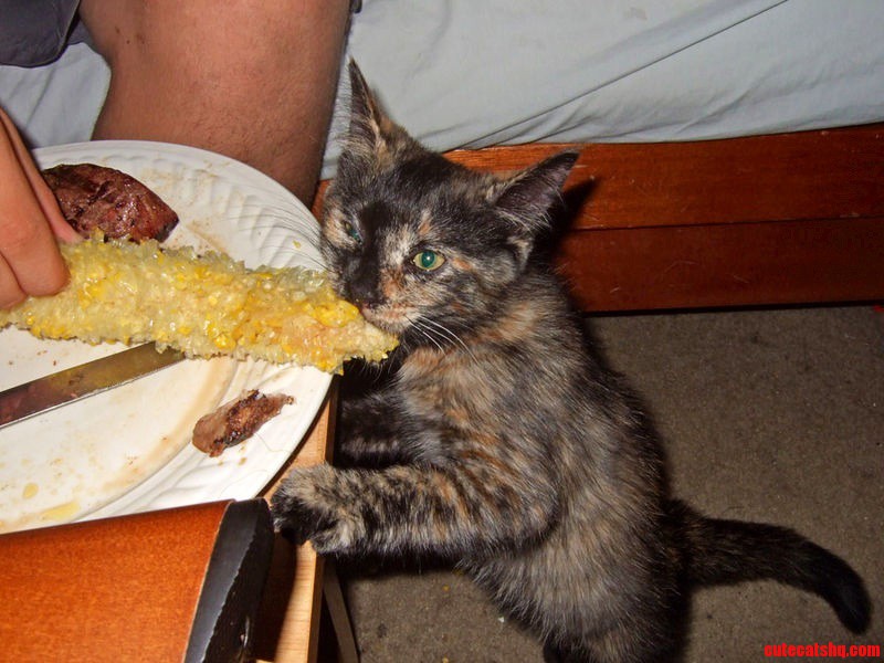 Tortoiseshell cat