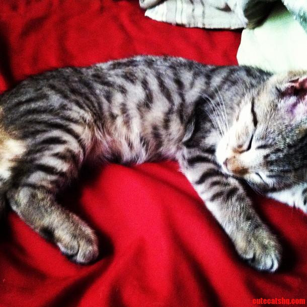 Baby Addy Sleeping After Playing.