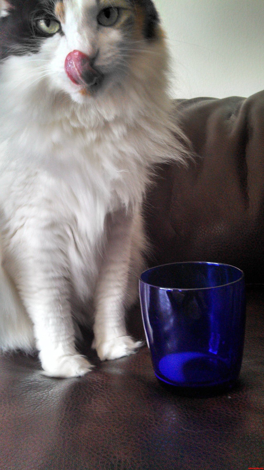 Beatrice  Recently Having Enjoyed Some Milk.