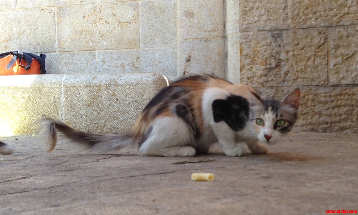 Beautiful Stray I Saw in Jerusalem