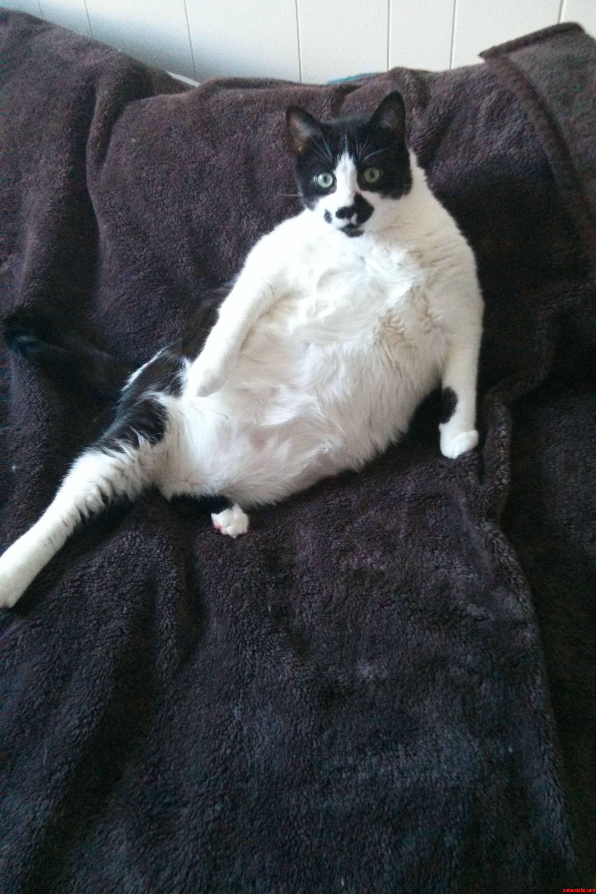 Benny  Caught Mid-grooming Session. He S a Big Boy.