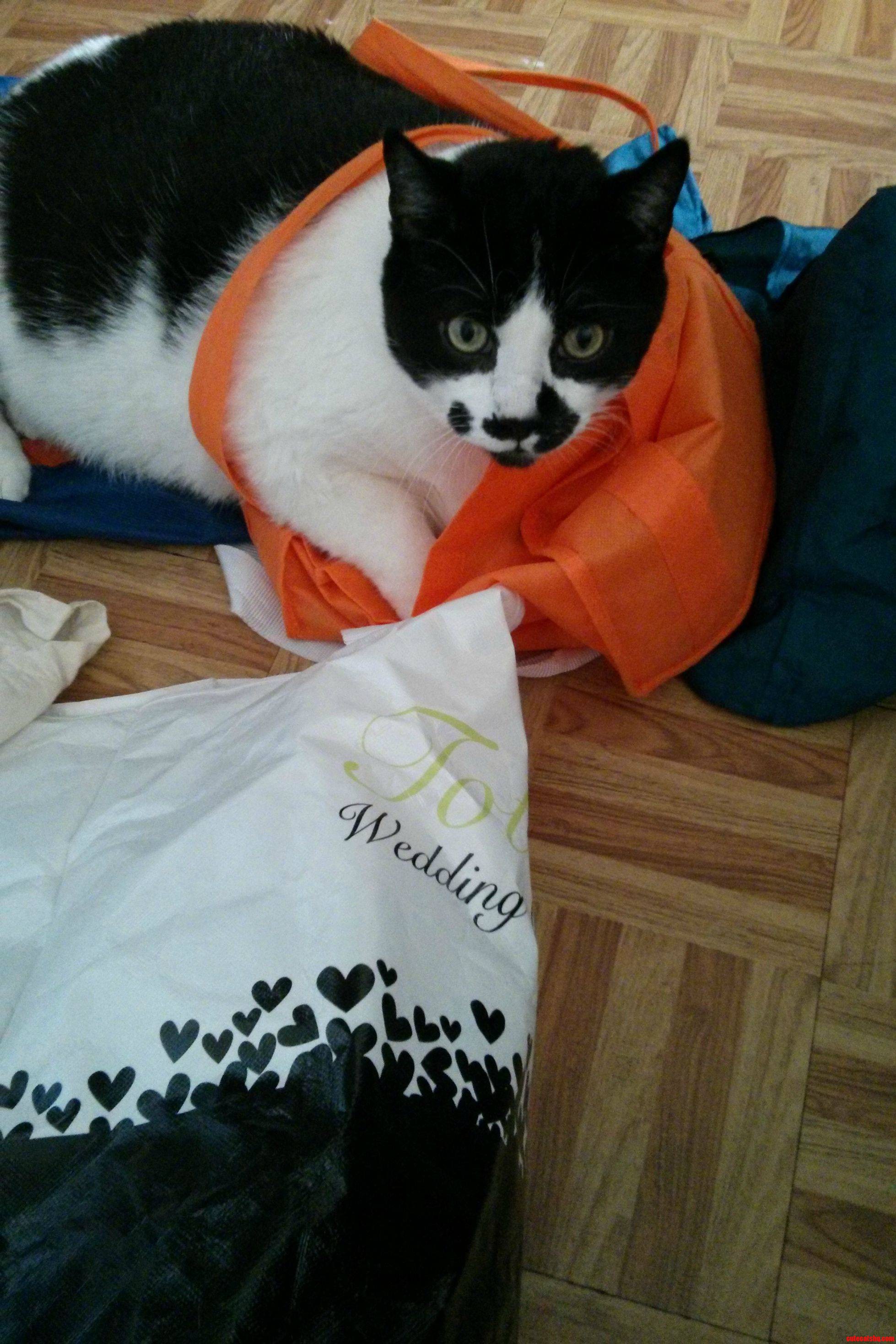 Benny Loves When We Go Grocery Shopping  Because He Gets to Do This After